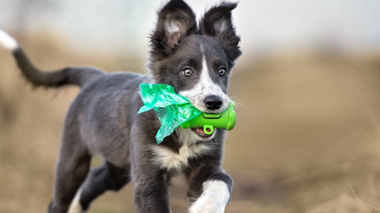 The 6 Best Biodegradable Dog Poop Bags With Handles
