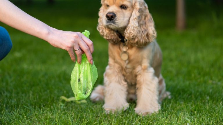 How Long Do Biodegradable Dog Poop Bags Take to Decompose?