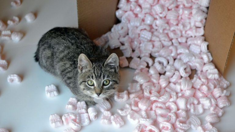 Are Dissolvable Packing Peanuts Toxic?