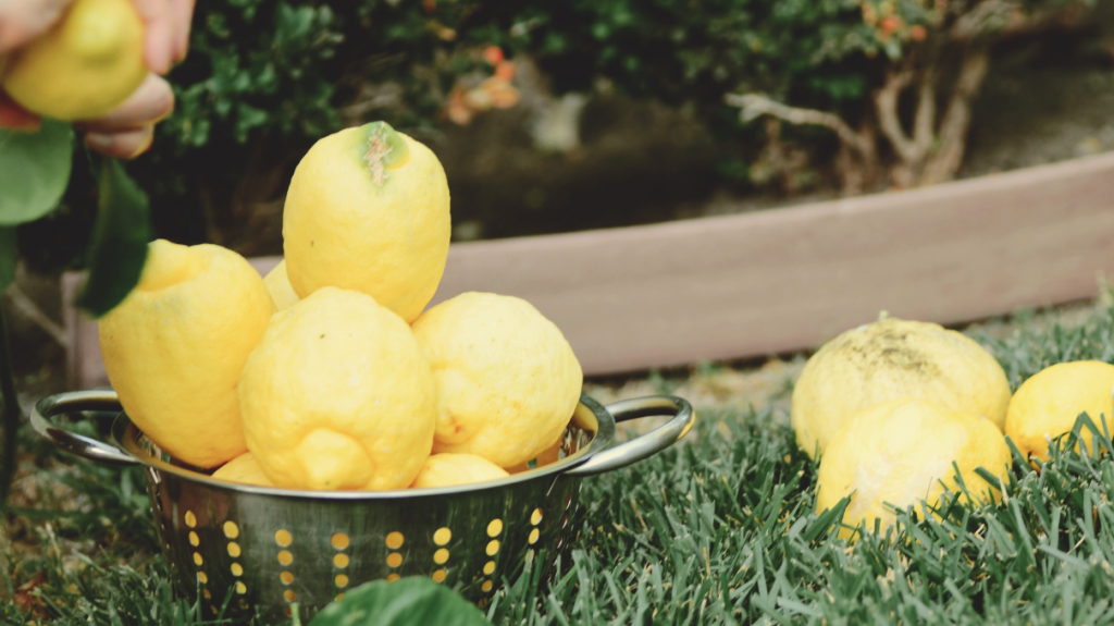 Can You Compost Citrus Peel? SustainabilityNook