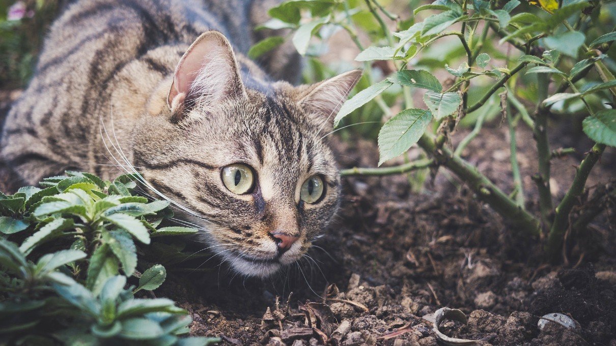 How Long Does Cat Litter Take To SustainabilityNook