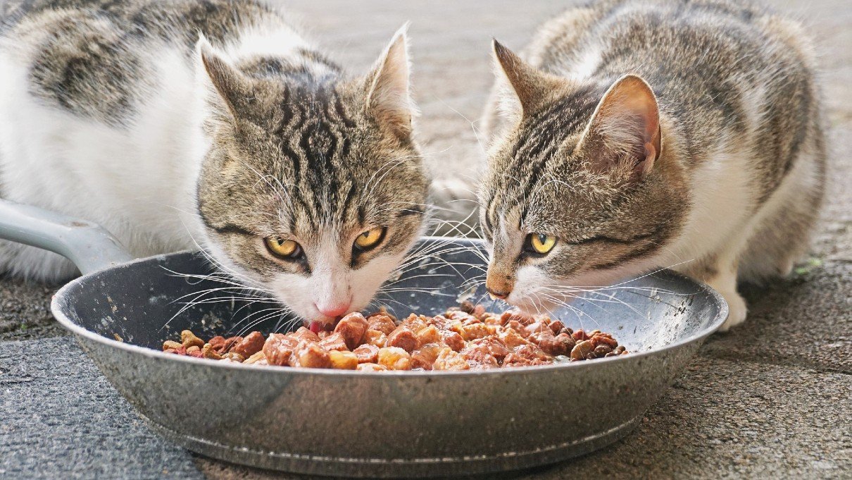 cat food pouches recycling