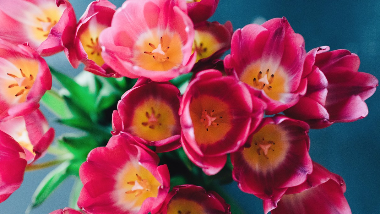 a bouquet of dark pink tulips with yellow middle