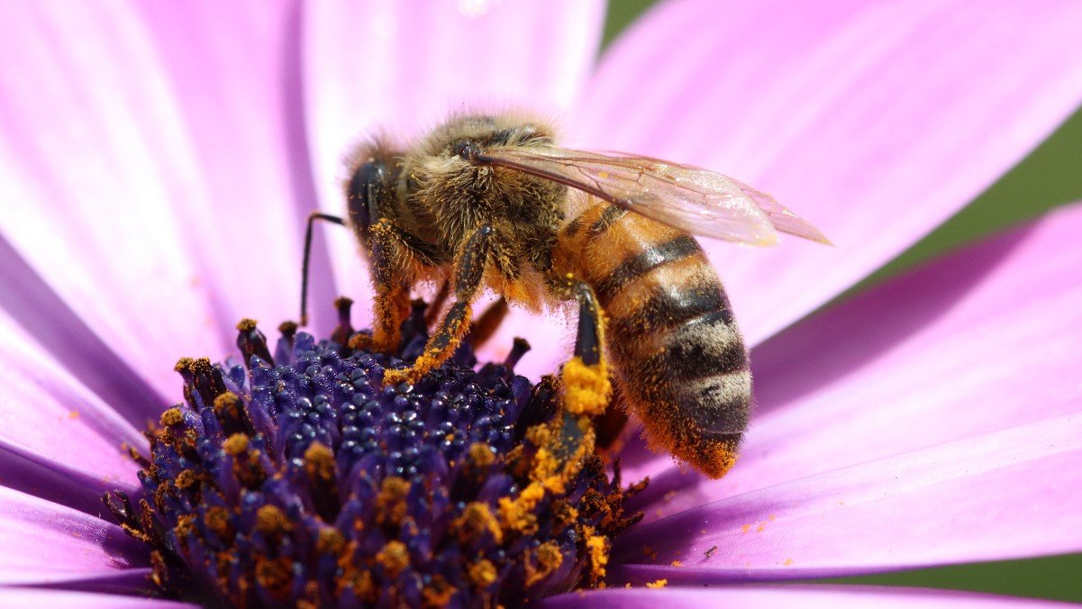 a bee covered in yellow pollen pollinating a purple flower