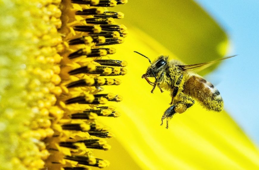 How Do Pollinators Affect the Environment?