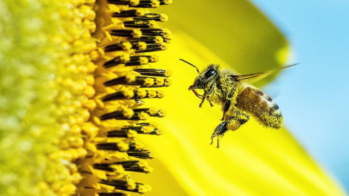 insect with yellow pollen on it flying towards a yellow flower to pollinate it