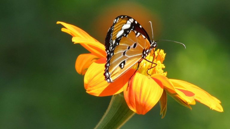 Why Are Pollinators in Decline?