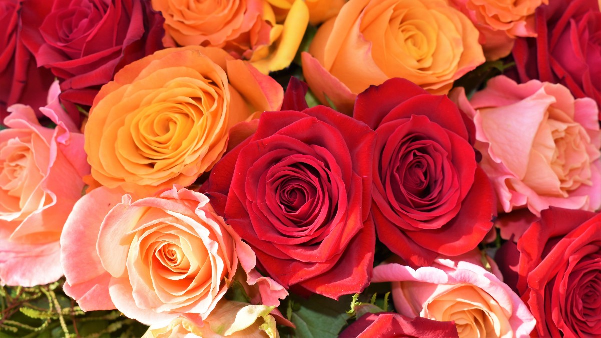 bouquet of red, yellow and pink roses