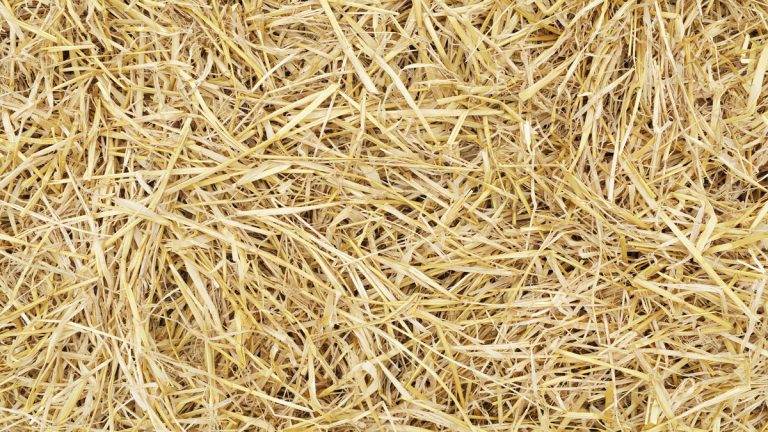 Does Hay or Straw Decompose?