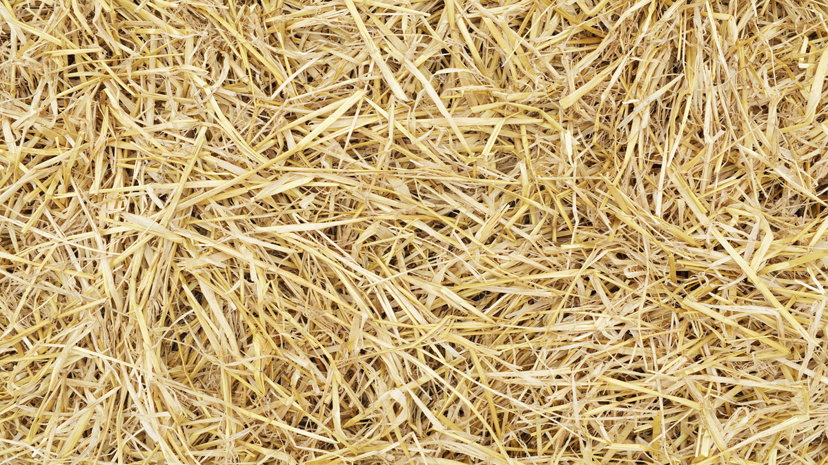 Golden yellow dried hay straw
