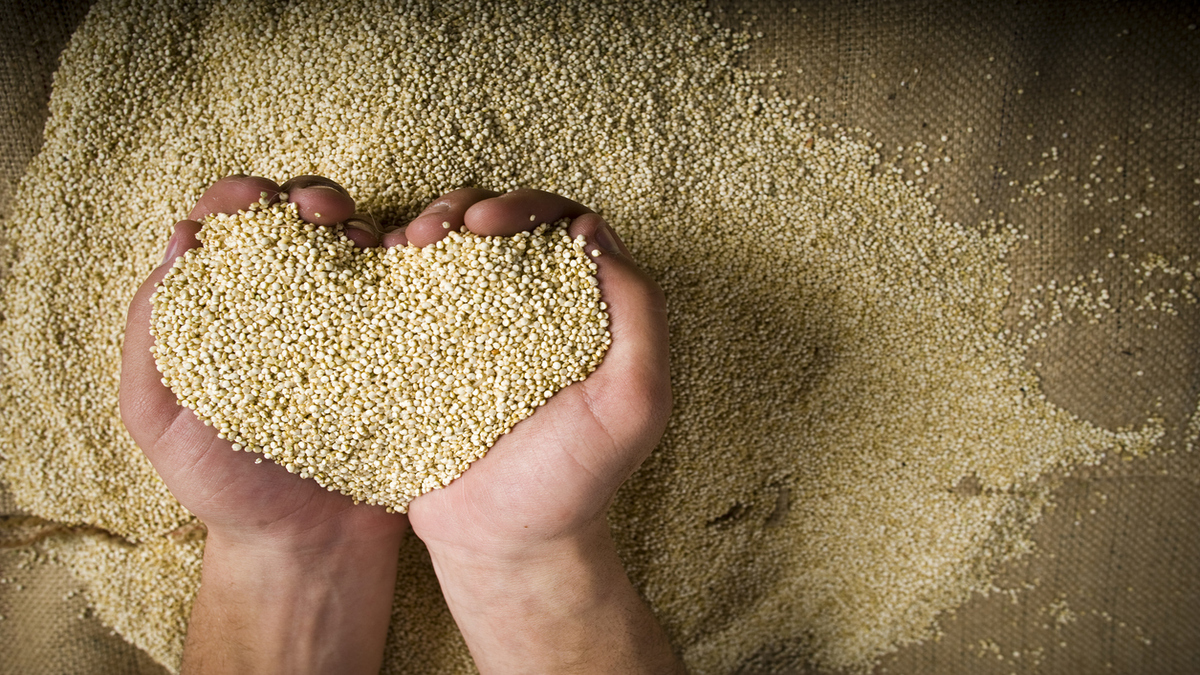 Quinoa whole grains in cupped hands