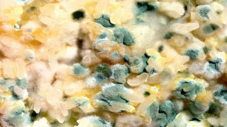 Is Mold in Compost Ok?