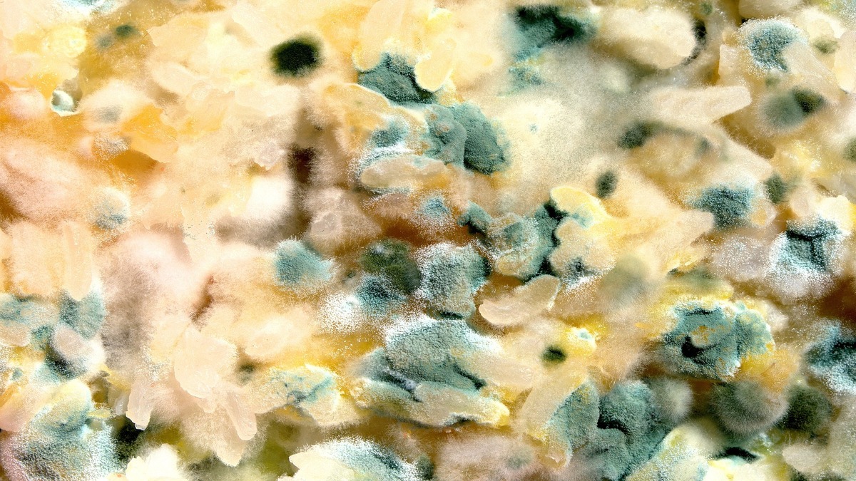 mold in compost