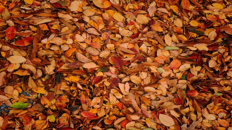 Should I Leave Fallen Leaves in My Garden?