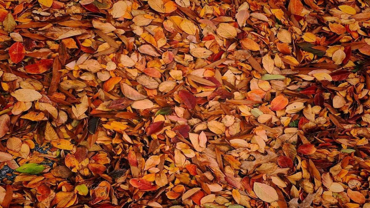 fallen leaves