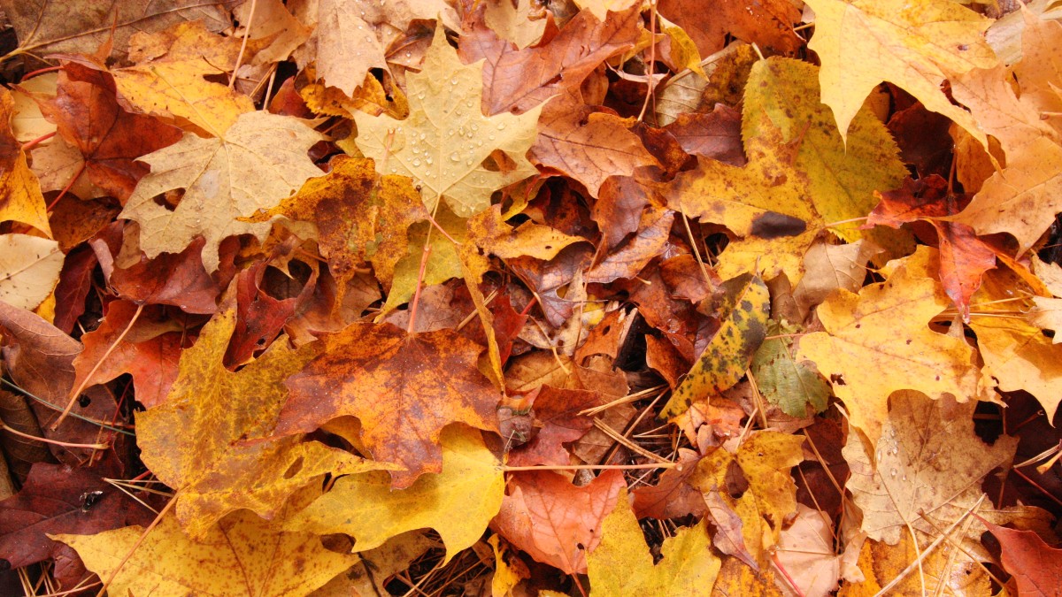ehat is the most environmentally friendly way to get rid of autumn leaves