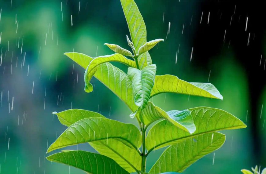 Can Rainwater Be Harmful to Plants?