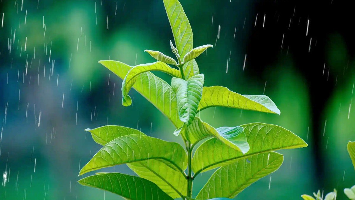 Can Rainwater Be Harmful to Plants? SustainabilityNook