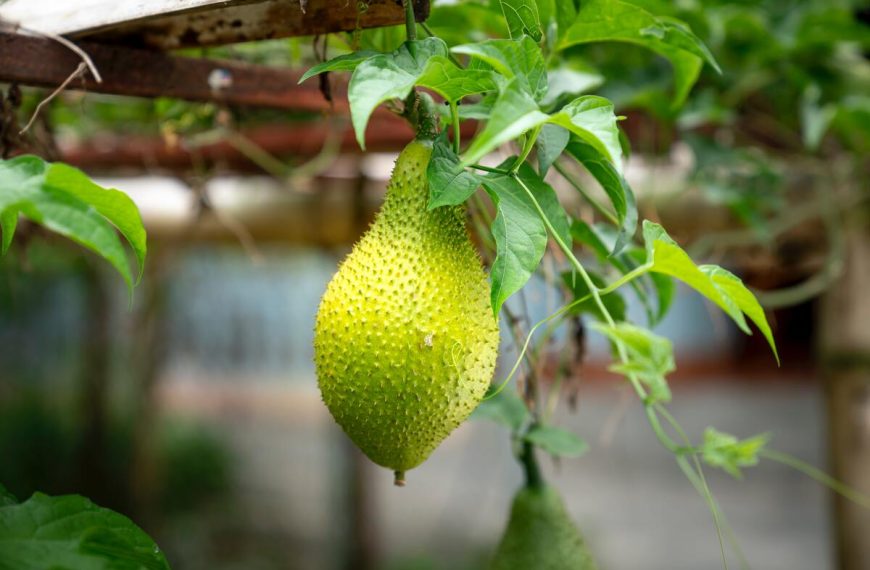 hanging jackfruit