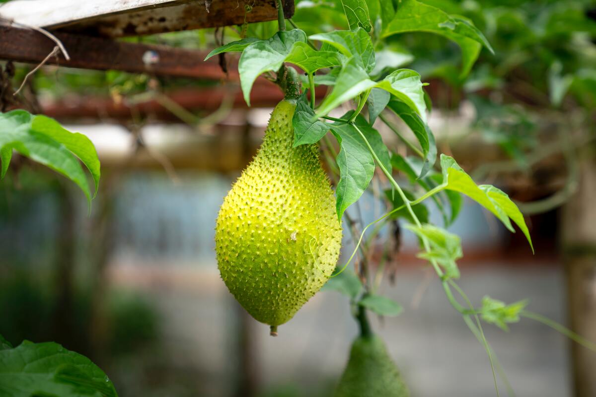 hanging jackfruit