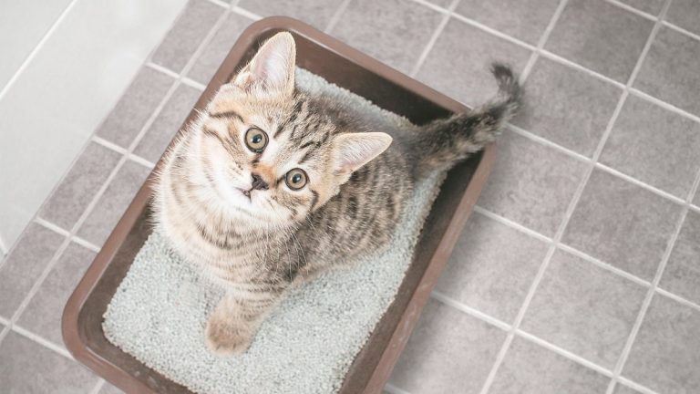 Which Cat Litter Is More Sustainable?