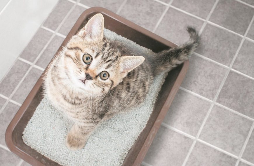 Which Cat Litter Is More Sustainable?